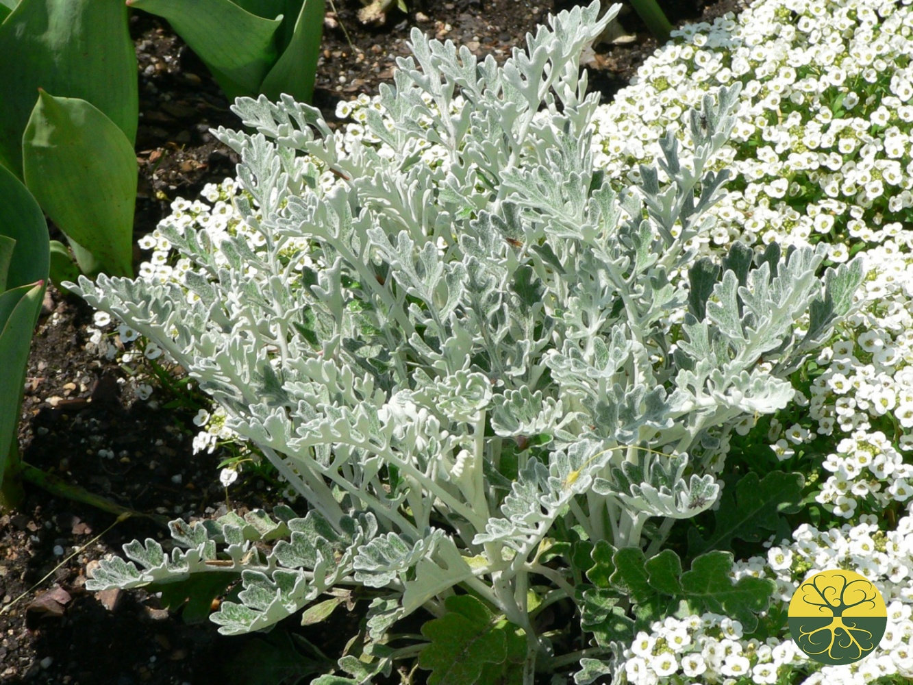 Цинерария Приморская cineraria maritima