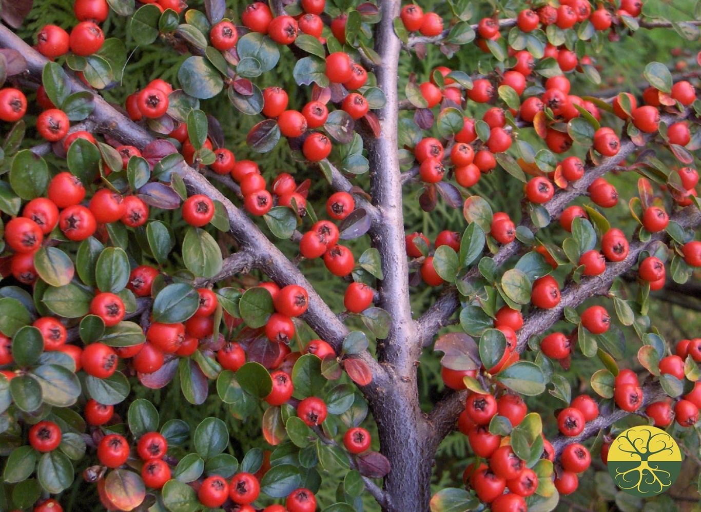 Кизильник Cotoneaster horizontalis